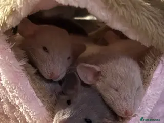 Rat rodents Rats for sale - Advert 2