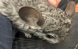 Chinchilla rodents for sale: Chinchilla kits (Dorset) - Image 4