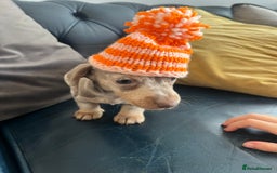 Miniature Dachshund dogs for sale: READY NOW Miniature Daschund puppies  - Image 2