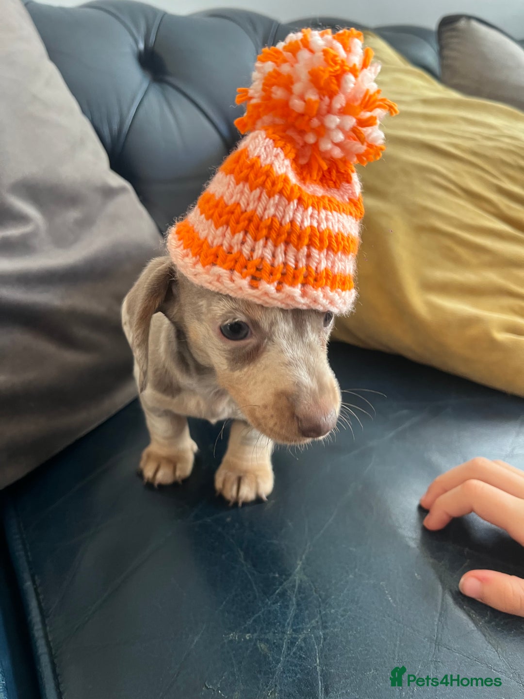 Miniature Dachshund dogs for sale: READY NOW Miniature Daschund puppies  - Image 2