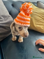 Miniature Dachshund dogs - Advert 2