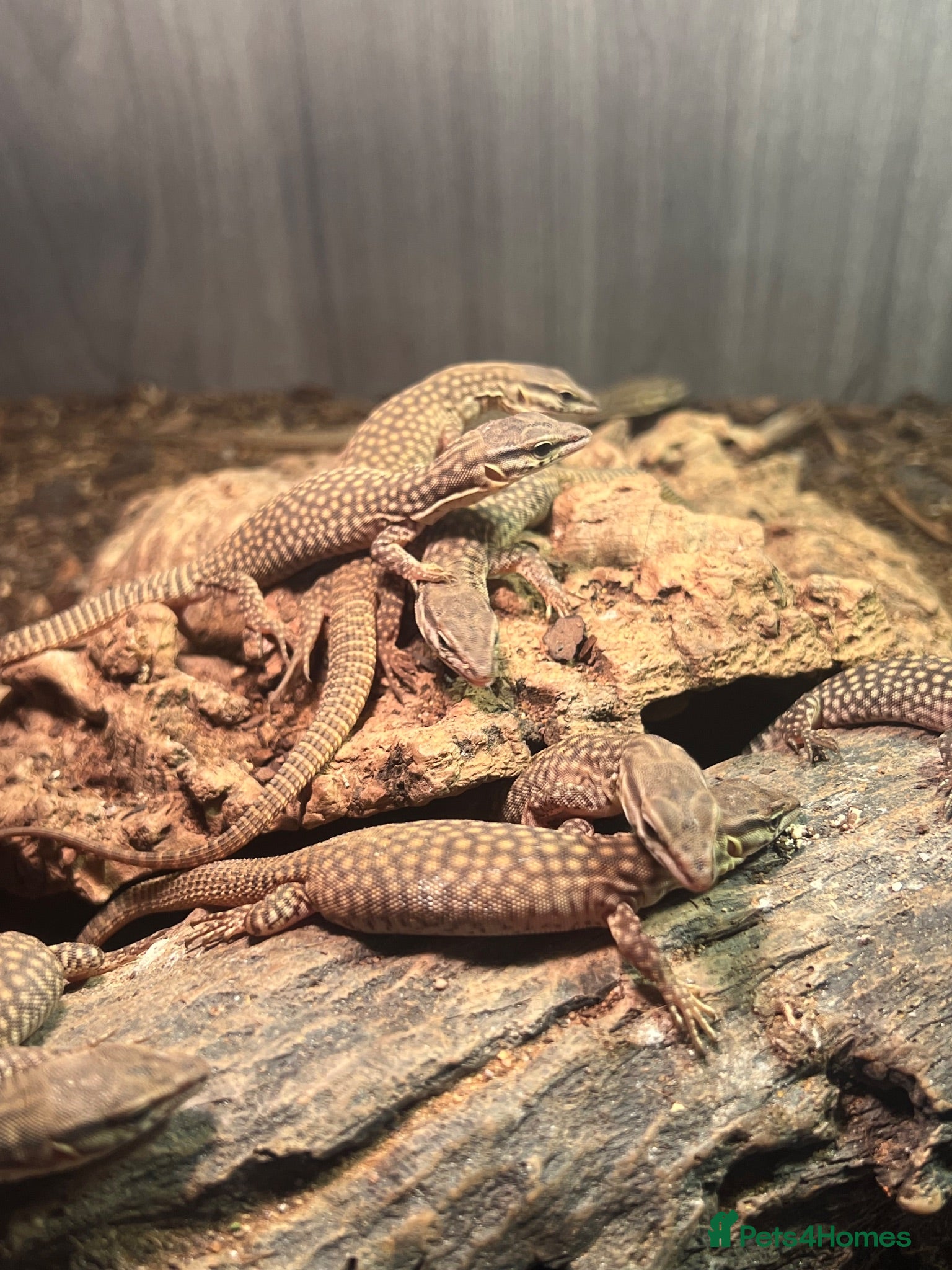 Monitor reptiles Baby Ackie Monitors - Advert 2