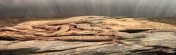 Monitor reptiles for sale: Baby Ackie Monitors - Advert 1