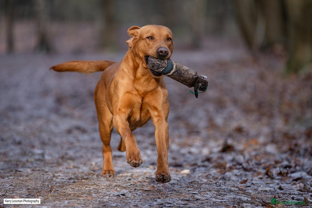 Labrador Retriever dogs for sale: Labrador retriver black and fox red puppies - Advert 18