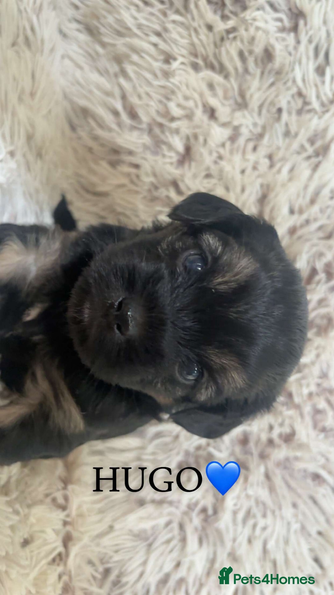Yorkshire Terrier dogs for sale: Beautiful Yorkshire terrier puppies - Image 6