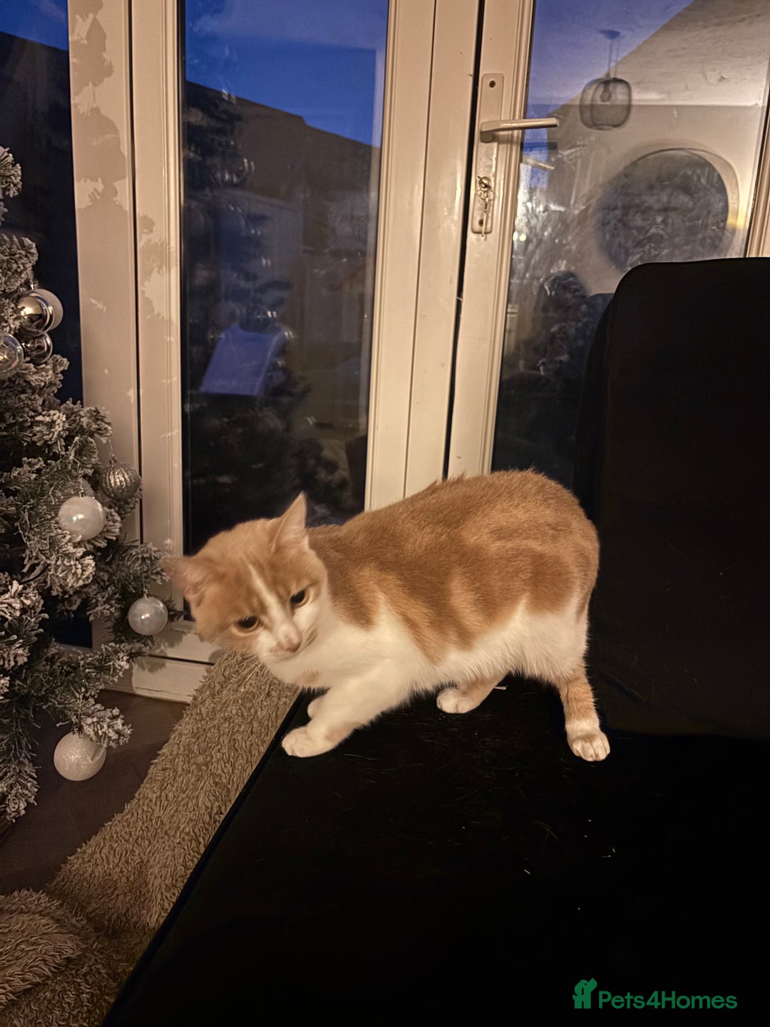 Mixed Breed cats for sale: 2 year old cat  - Advert 2