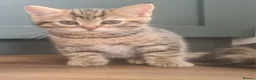 Mixed Breed cats for sale: 2 beautiful kittens - Advert 5
