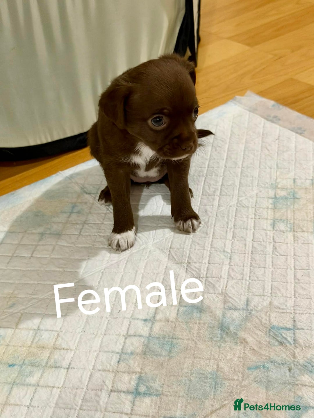 Chihuahua dogs for sale: Chihuahua puppies - Advert 10