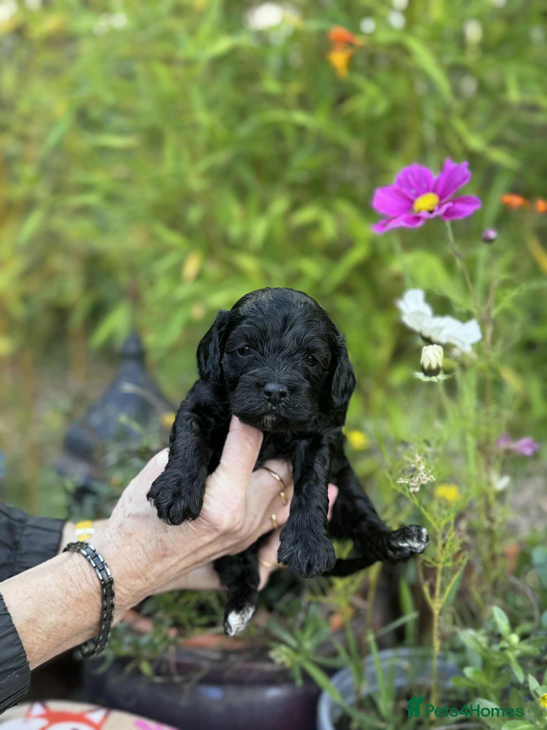 Cavapoo dogs for sale: Quality True mini Cavapoo Puppies in Eastleigh - Image 13