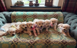 Golden Retriever dogs for sale: ❤️ Superb Litter of Golden Retriever Puppies ❤️ - Image 1