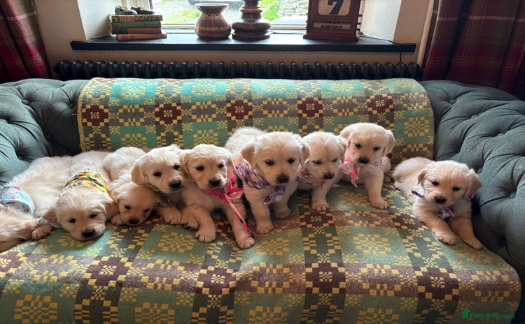 Golden Retriever dogs - Advert 14