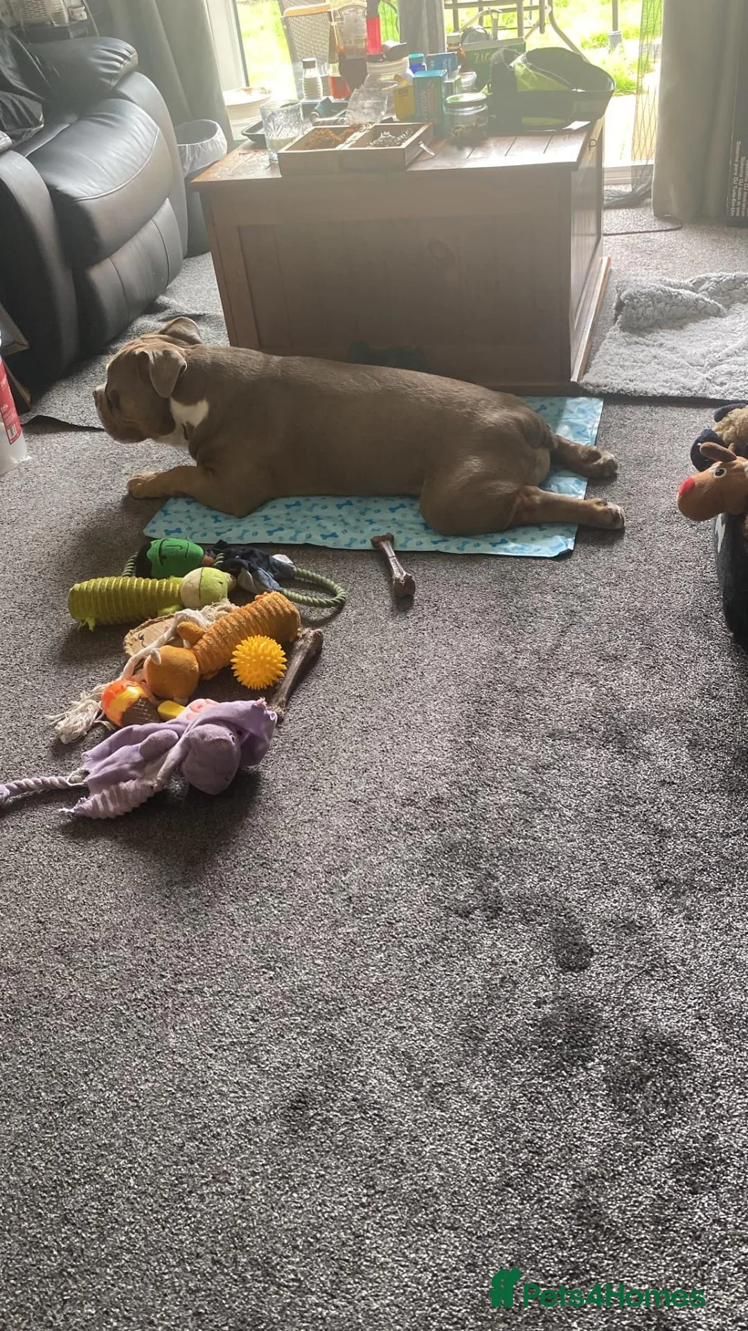Olde English Bulldogge dogs for sale: Bruno in Coalville - Advert 2
