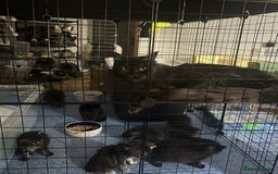 Maine Coon cats for sale: TICA registered Giant Maine coon   - Image 14