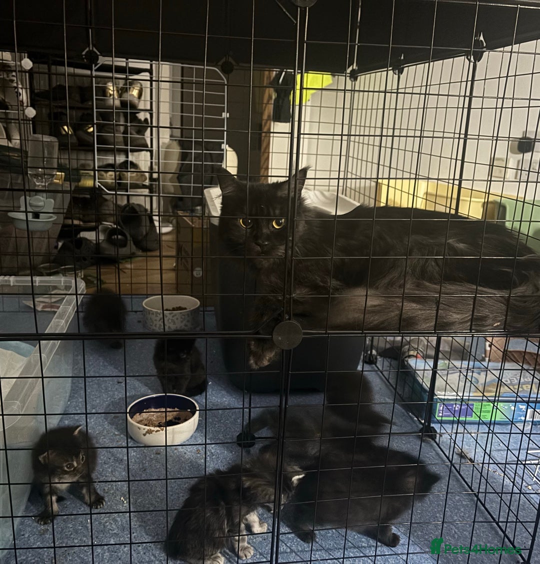 Maine Coon cats for sale: TICA registered Giant Maine coon   - Image 14