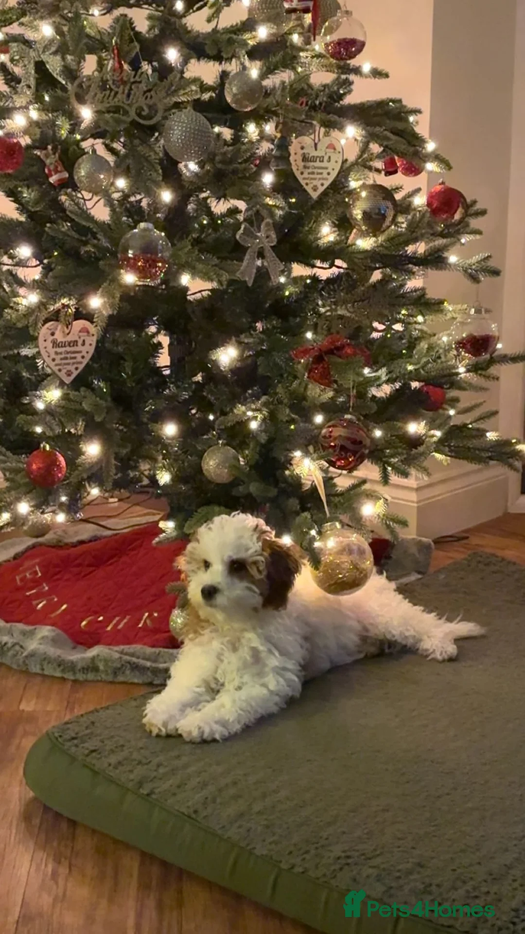 Cavachon dogs for sale: Beautiful 6 month old Cavapoochon - Advert 2