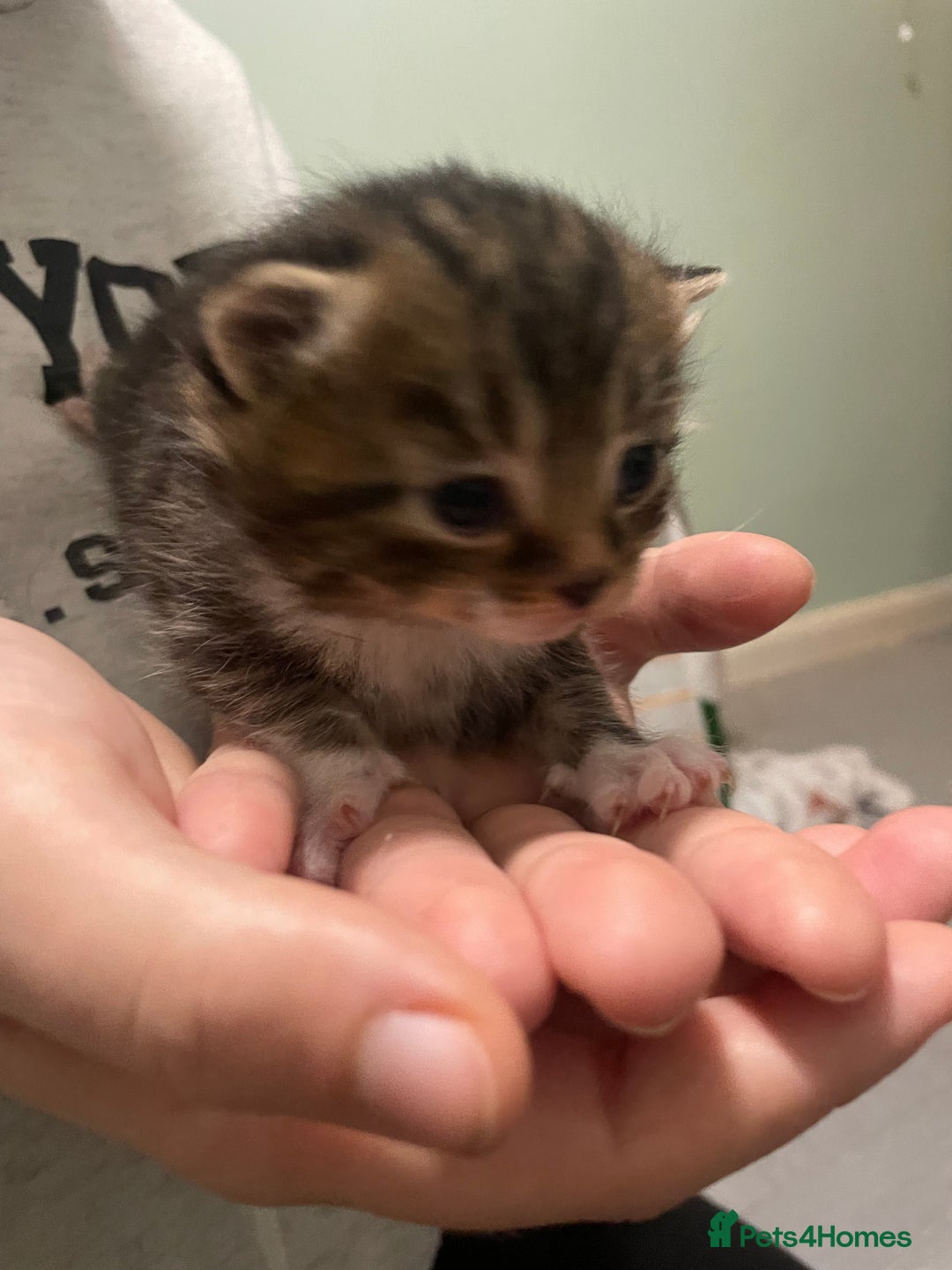 Domestic Shorthair cats for sale: Beautiful kittens for sale  - Advert 3