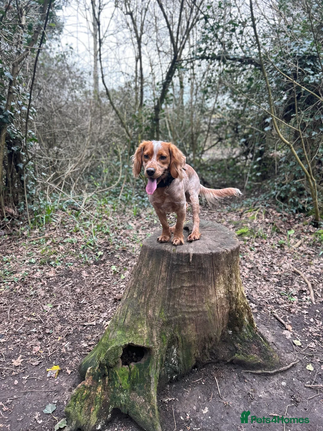 Cocker Spaniel dogs for stud: Working cocker spaniel for stud  - Advert 2