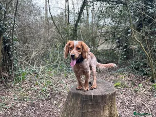 Cocker Spaniel dogs Working cocker spaniel proven stud - Advert 1