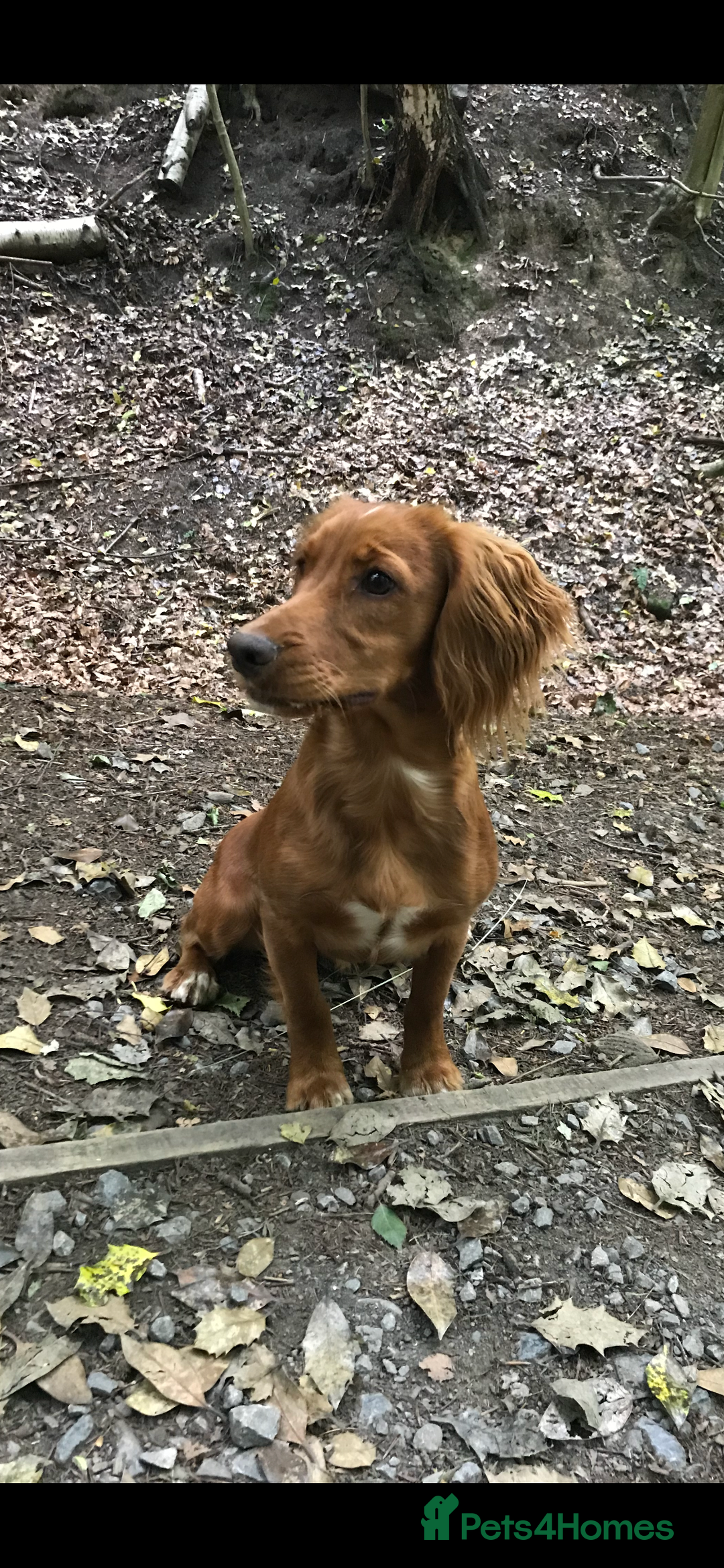 Cocker Spaniel dogs for sale: Beautiful Dark Red KC Registered Cocker Pups - Advert 7