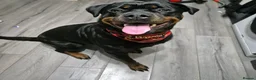 Rottweiler dogs for sale: 8 week old male rottweiler  - Advert 2