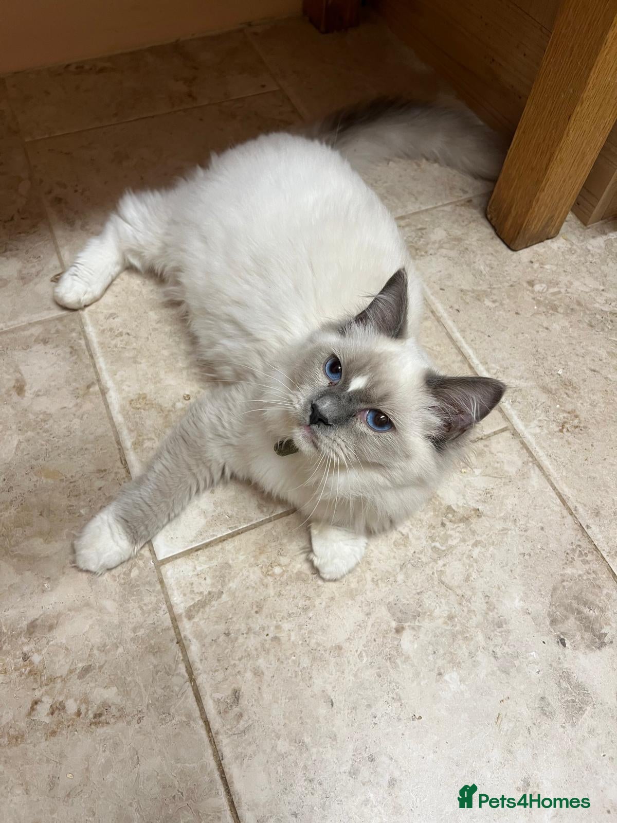Ragdoll cats GCCF registered Ragdoll Kittens-*One left* - Advert 2