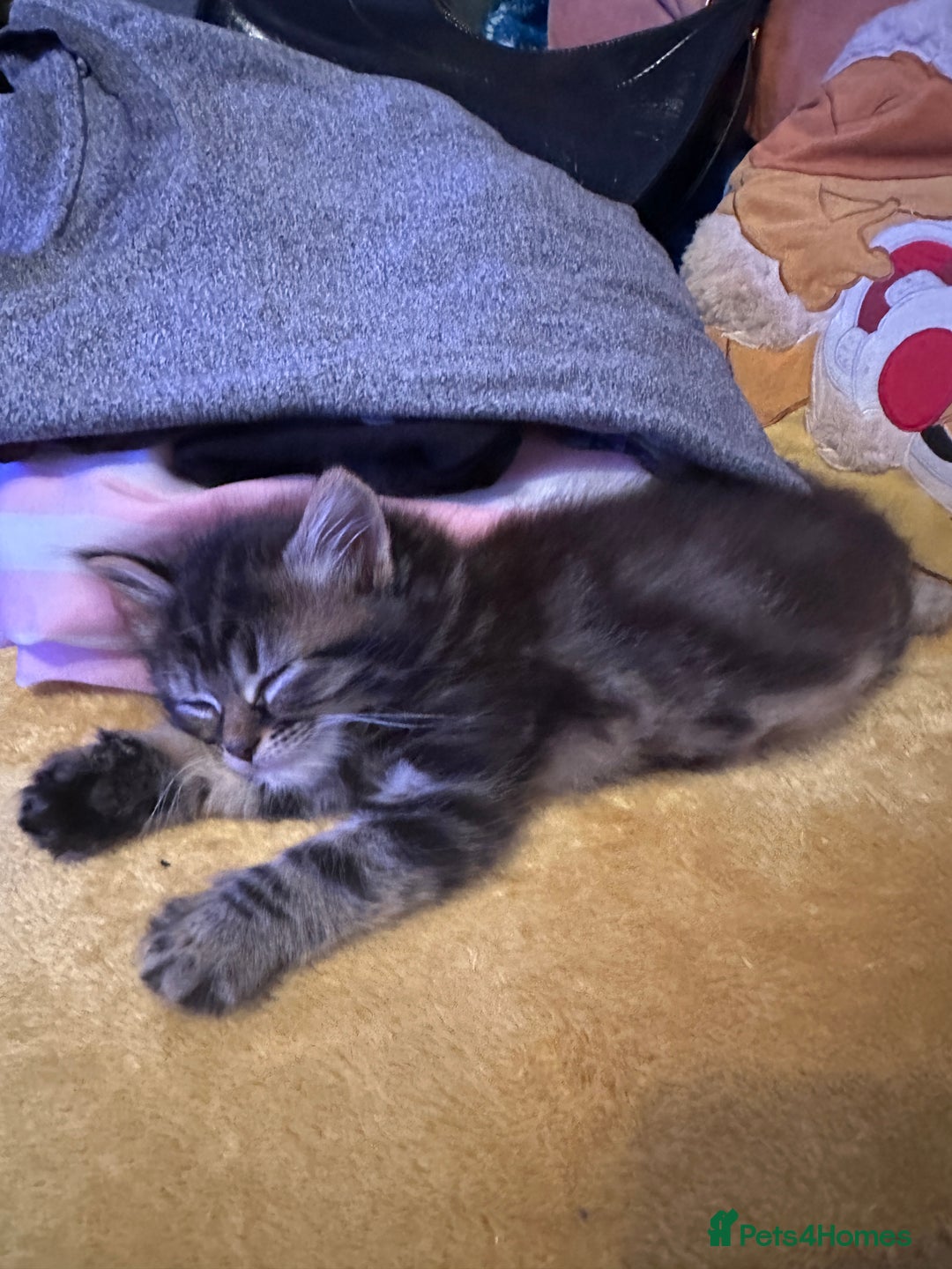 Mixed Breed cats for sale: 3 Half Ragdoll kittens; 2 boys and 1 girl - Advert 12