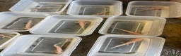 Axolotl reptiles for sale: Rescue Axolotls Looking For New Home  - Advert 4
