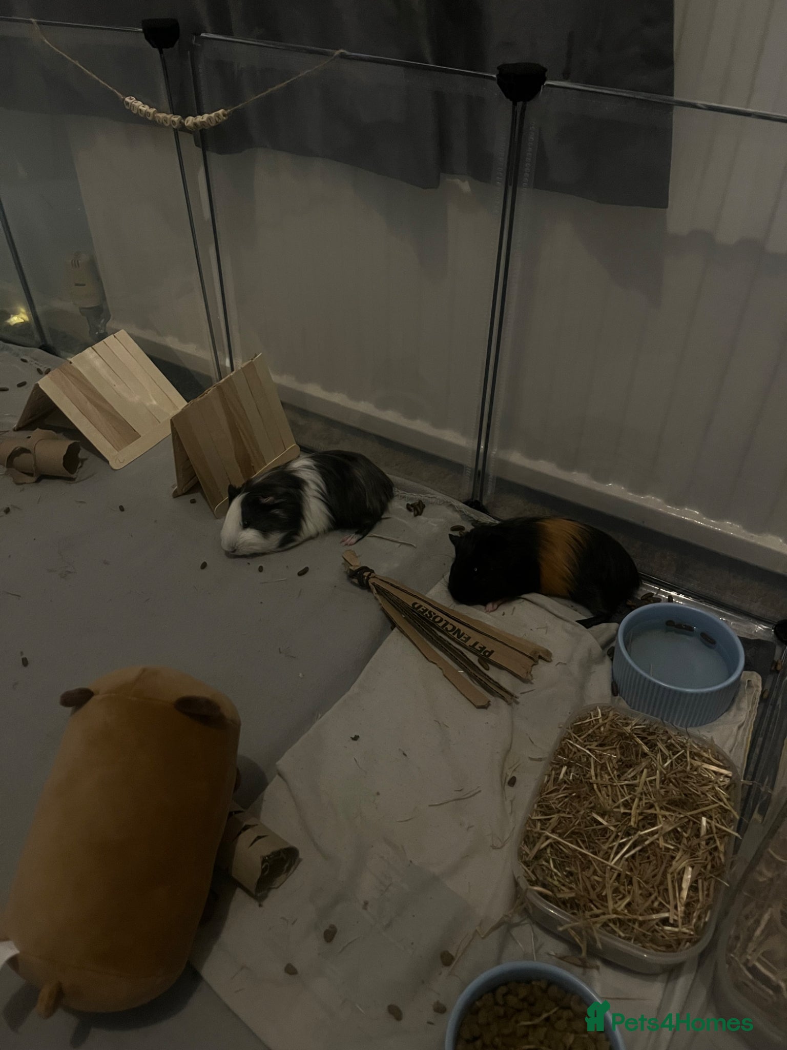 Guinea Pig rodents Two bonded male guinea pigs for sale - Advert 2