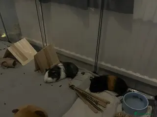 Guinea Pig rodents Two bonded male guinea pigs for sale - Advert 4