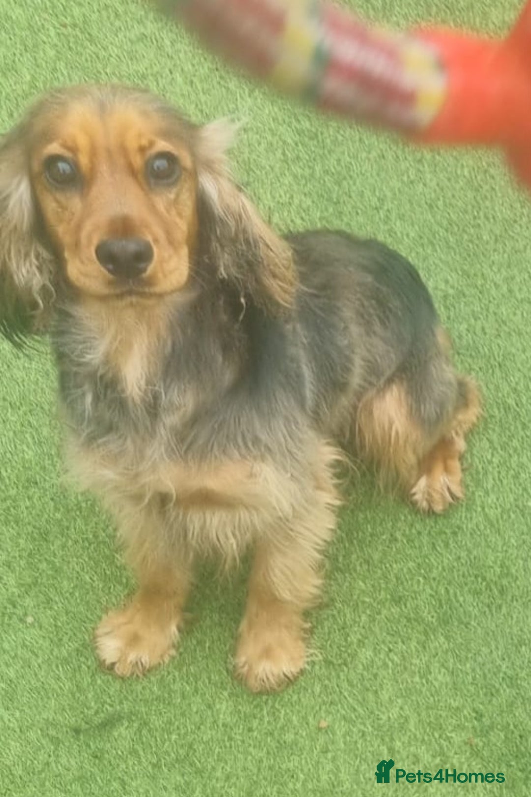 Cocker Spaniel dogs for sale: Cocker Spaniel puppies  - Advert 3