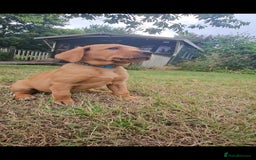 Labrador Retriever dogs for sale: Labrador Puppies  in Watchet - Image 7