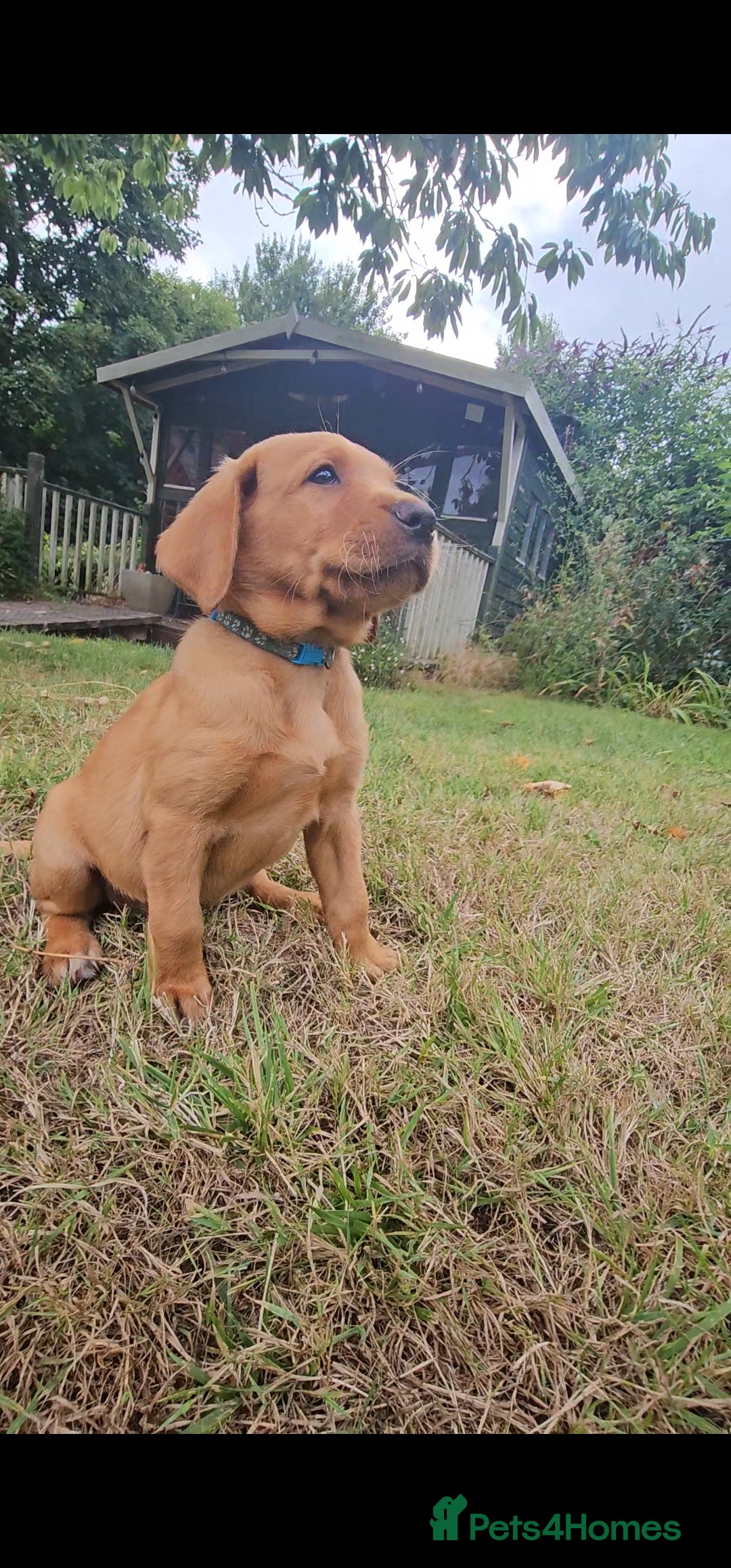 Labrador Retriever dogs for sale: Labrador Puppies  in Watchet - Image 7