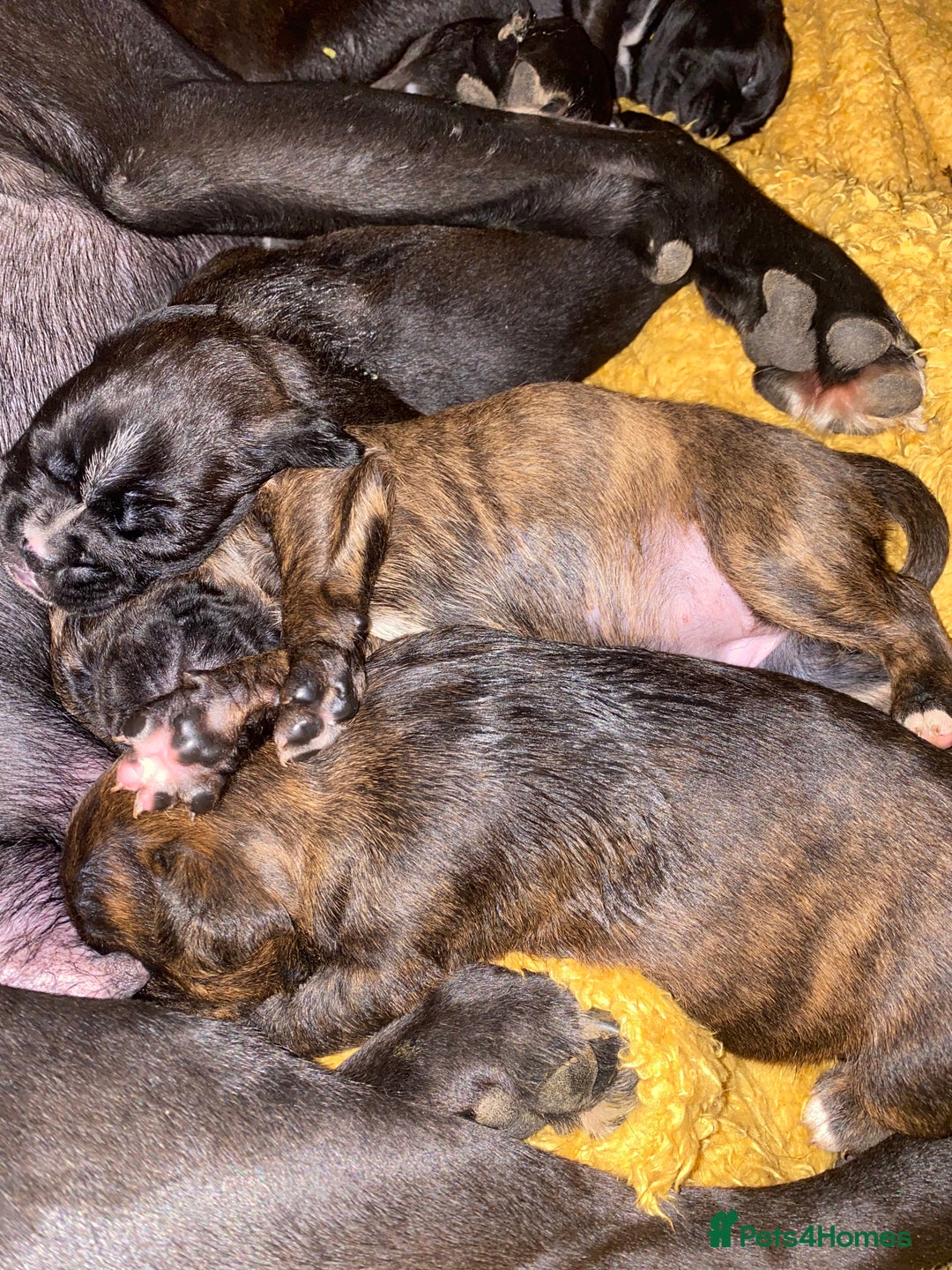 Mixed Breed dogs for sale: 🤩 mum kc boxer dad mini boxer 5 pups rare 🤩 - Advert 32