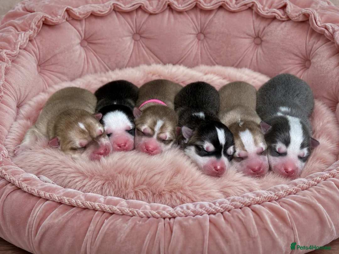 Pomsky dogs for sale: F4 Pomsky Puppies  - Advert 2
