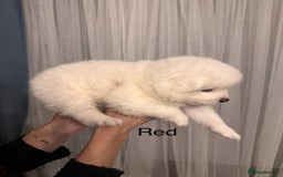 Samoyed dogs for sale: Samoyed Puppies — Ready to Reserve Now! - Image 37