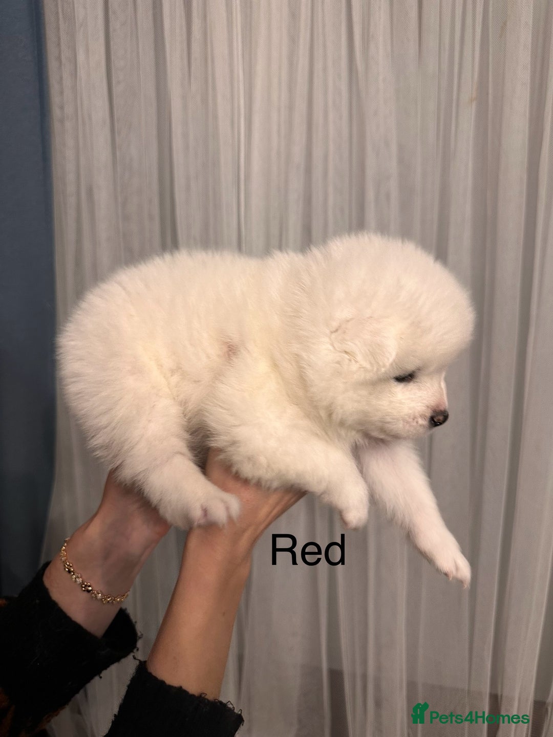 Samoyed dogs for sale: Samoyed Puppies — Ready to Reserve Now! - Image 37