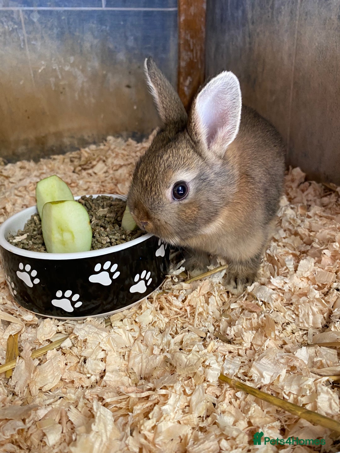 English Lop rabbits for sale: Beautiful Netherland dwarf babies for sale  - Image 3