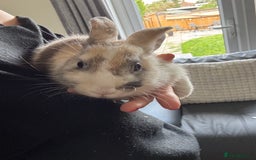 English rabbits for sale: 2 female house rabbits with cage  - Image 2