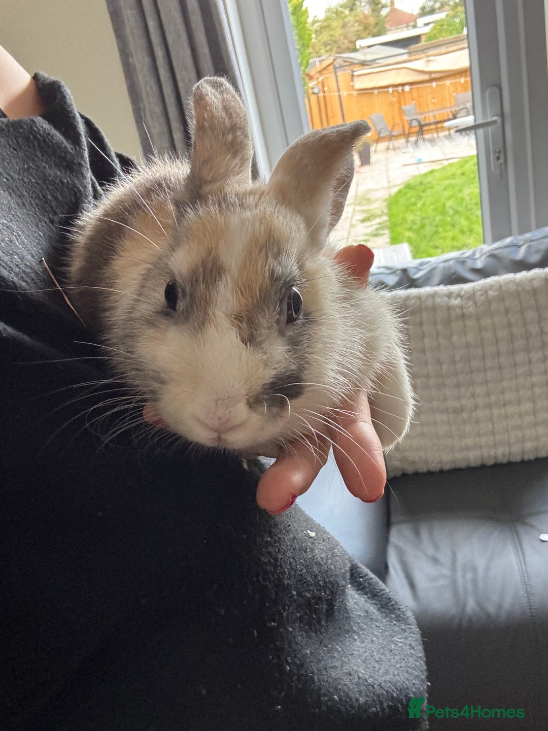 English rabbits for sale: 2 female house rabbits with cage  - Image 2