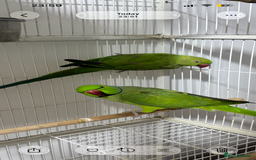 Ringnecks birds for sale: Breeding Pair Of Indian Ringneck Parrots - Image 4
