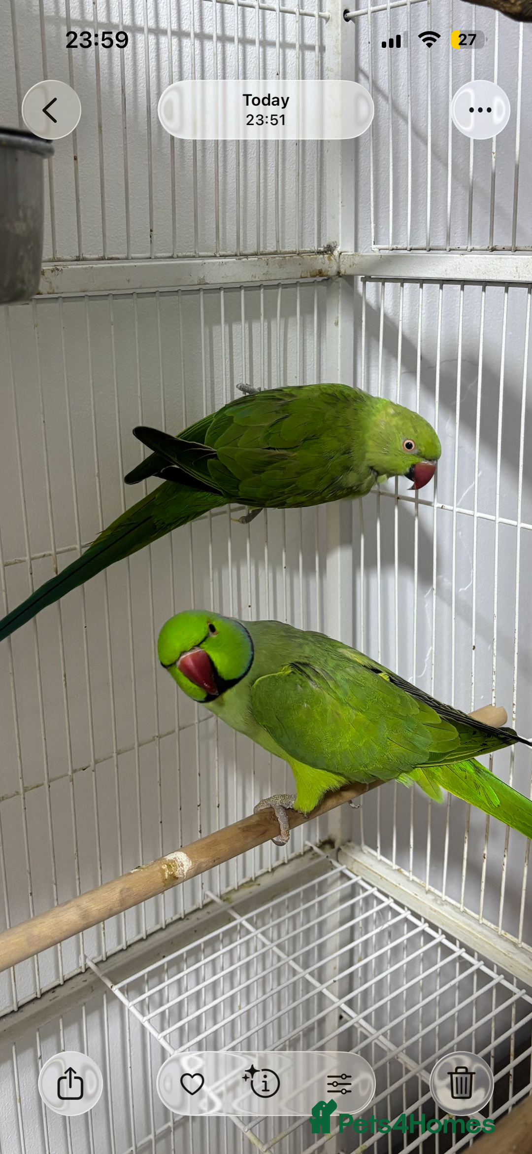 Ringnecks birds for sale: Breeding Pair Of Indian Ringneck Parrots - Image 4