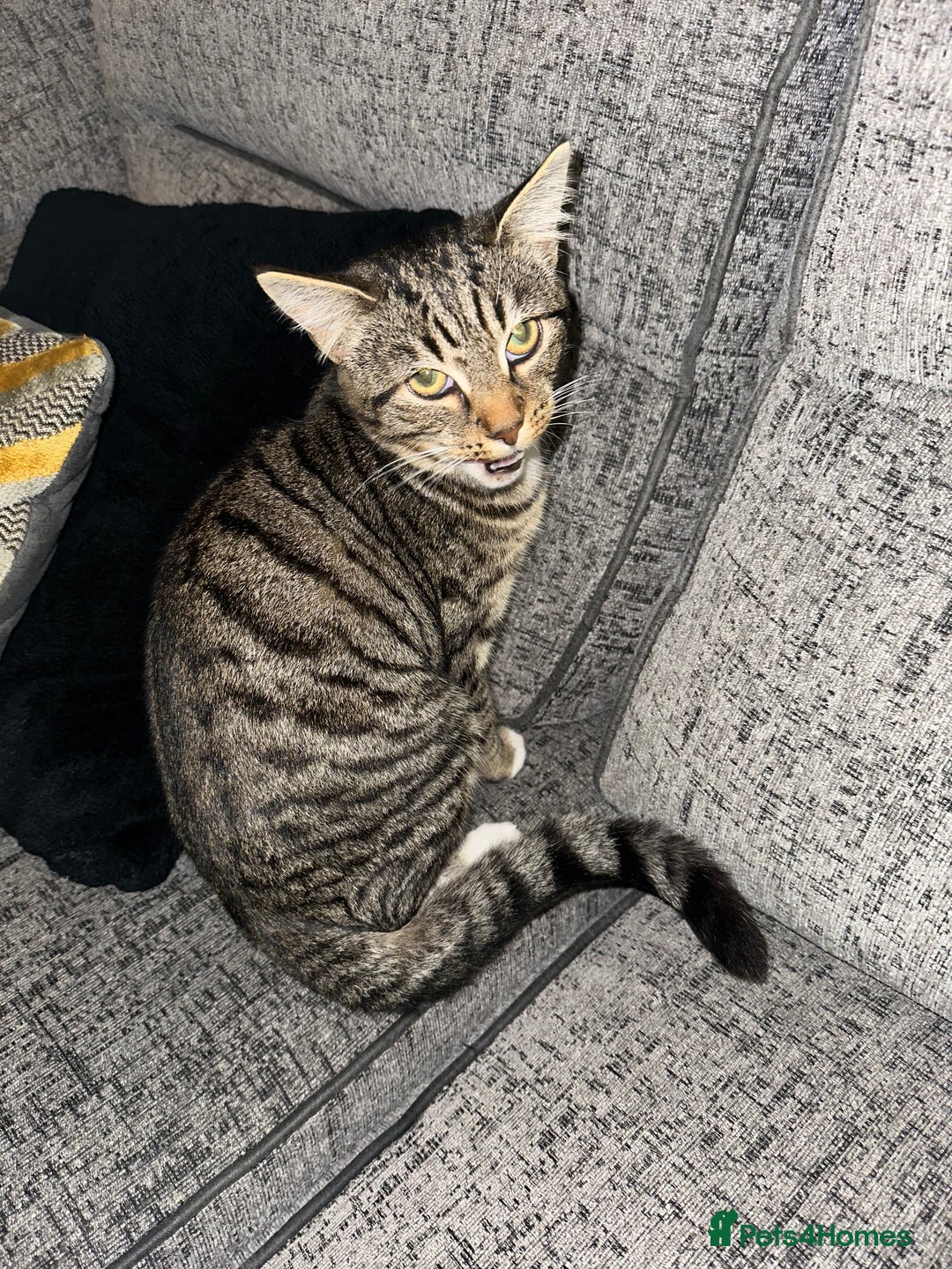 Mixed Breed cats for sale: 6 month female kitten ready for new home - Advert 5