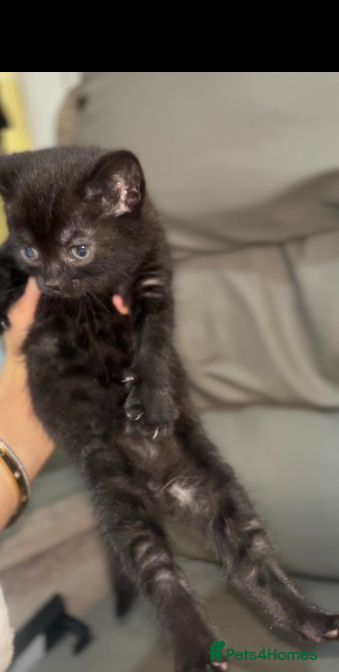 British Shorthair cats for sale: British shorthair kittens  - Image 3