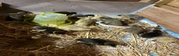 Ducks poultry for sale: Unsexed runner ducks - Advert 3