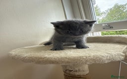British Shorthair cats for sale: British shorthairs x7 | around oxford  - Image 14