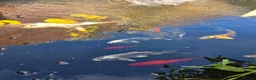 Koi Carp fish for sale: Koi fish, must go together  in Wincanton - Advert 2