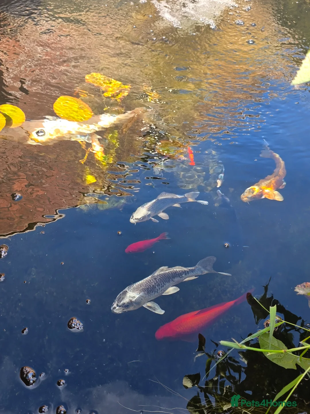 Koi Carp fish for sale: Koi fish, must go together  in Wincanton - Advert 2