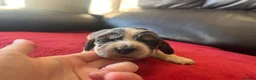 Cocker Spaniel dogs for sale: ⭐️KC Registered Show Cocker Spaniels ⭐️ in Carmarthen - Advert 7
