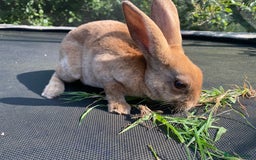 Rex rabbits for sale: Last mini Rex Rabbit available & ready now!!! in Wotton-under-Edge - Image 6