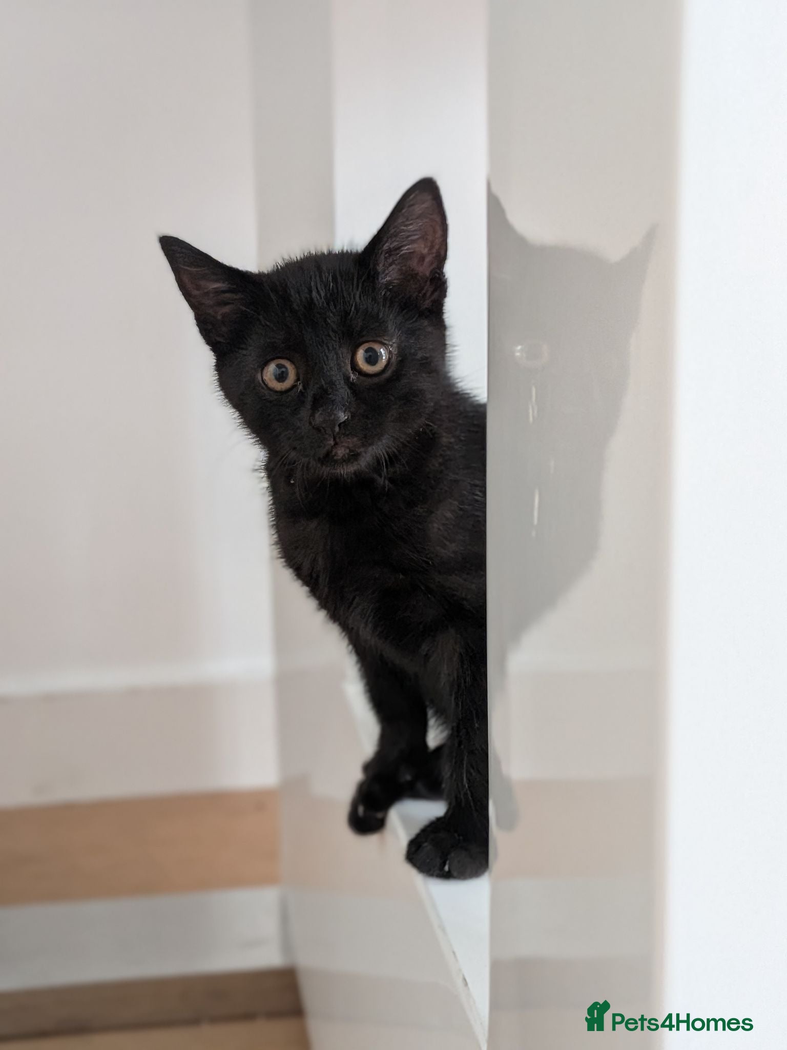 Domestic Shorthair cats Beautiful black kitten. - Advert 1